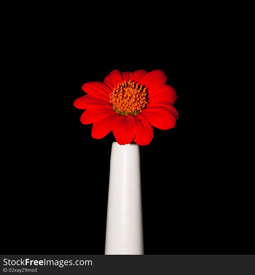 Red gerbera daisy isolated on black background