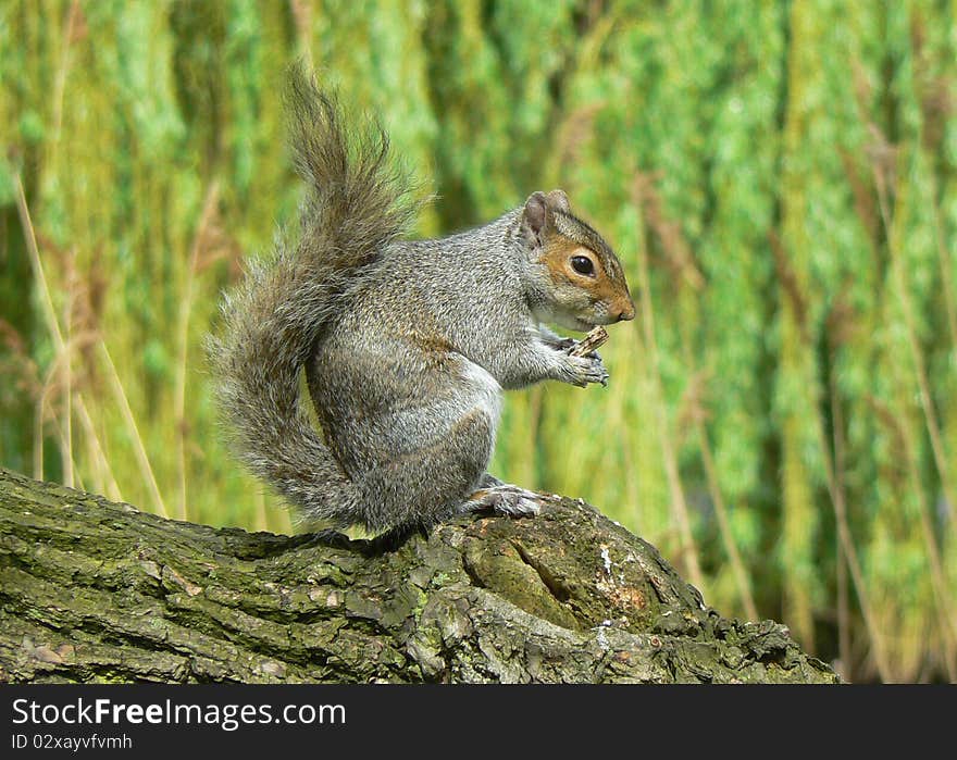 Squirrel eating on a branch. Squirrel eating on a branch