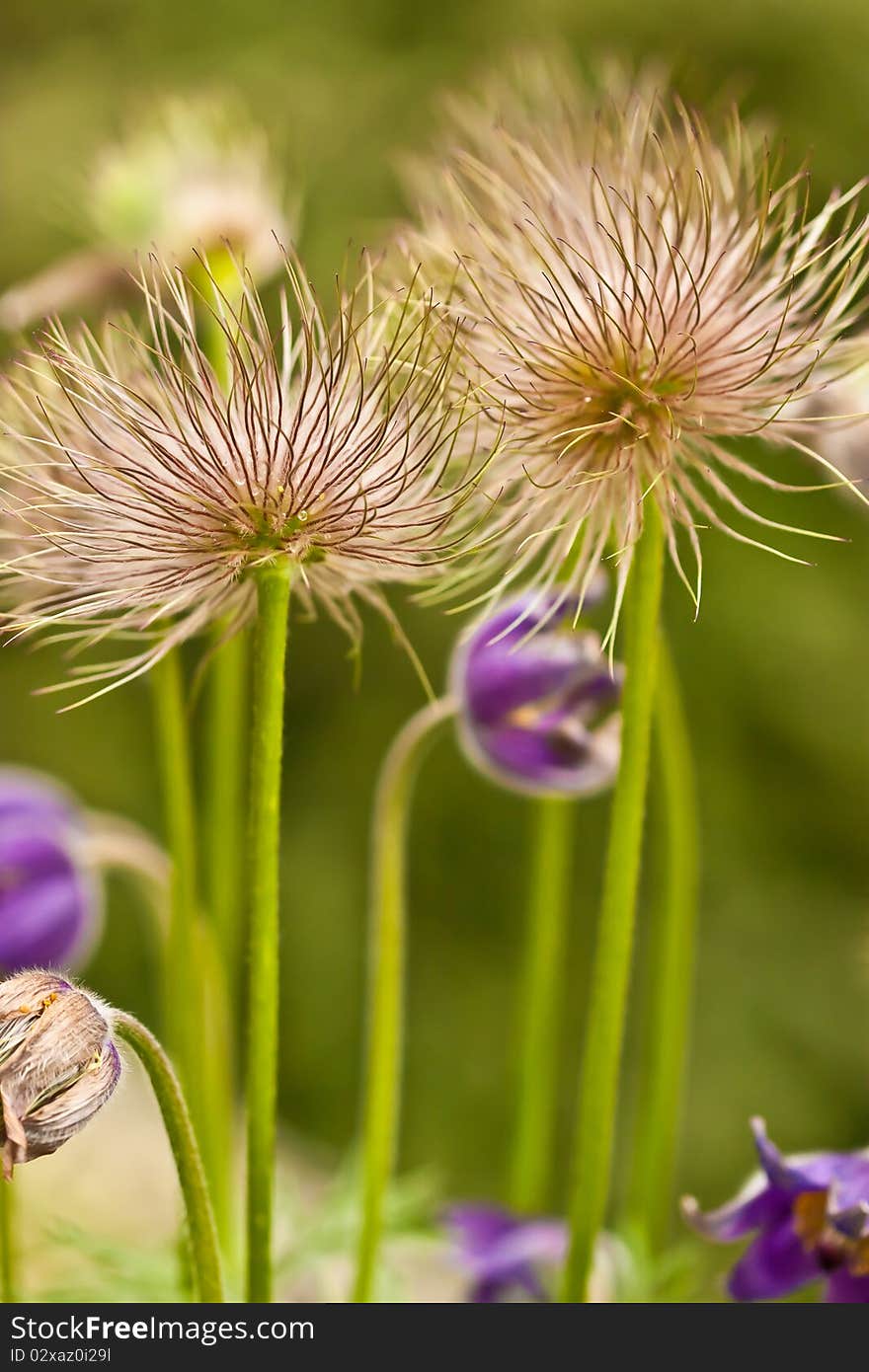 Downy flowers across the green