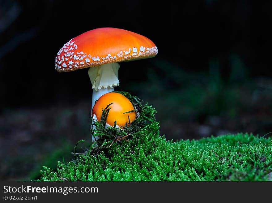 Fly Agaric Mushroom Among The Moss