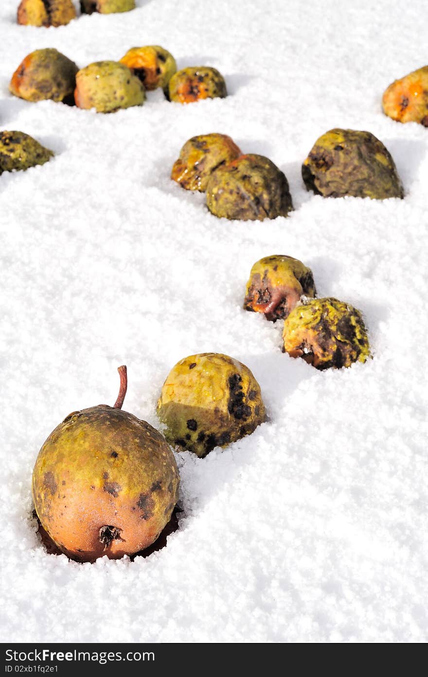 Yellow wizened pears falling in the snow