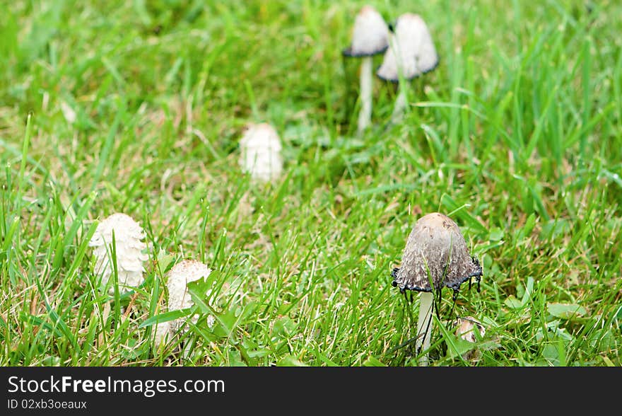 Mushrooms