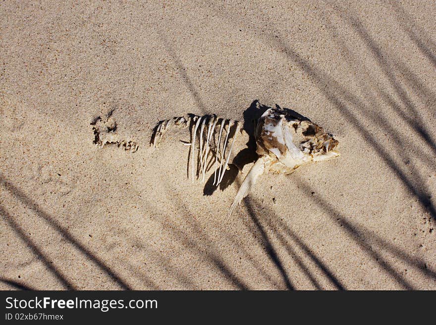 Fish bones in the sand