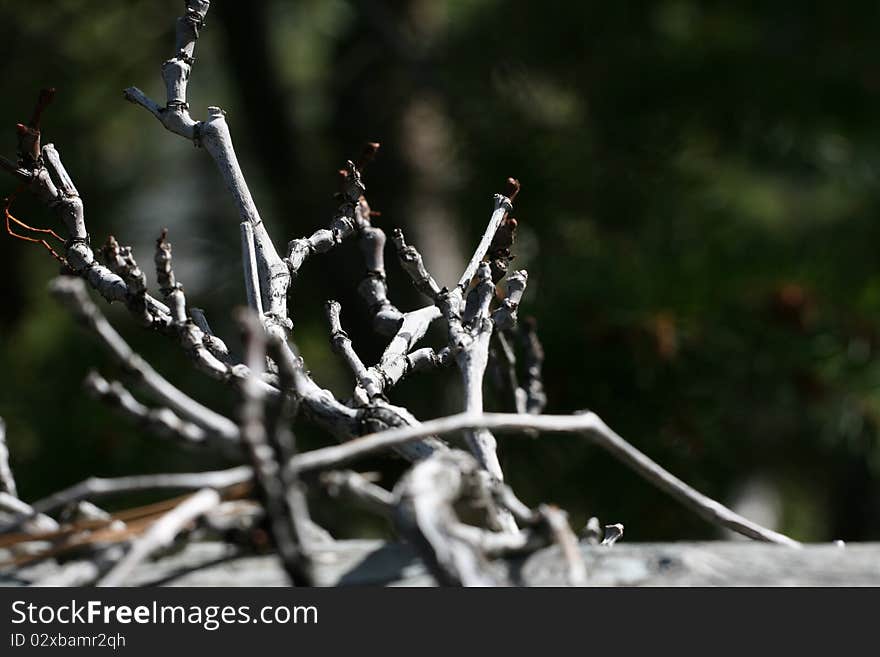 Dried Twigs