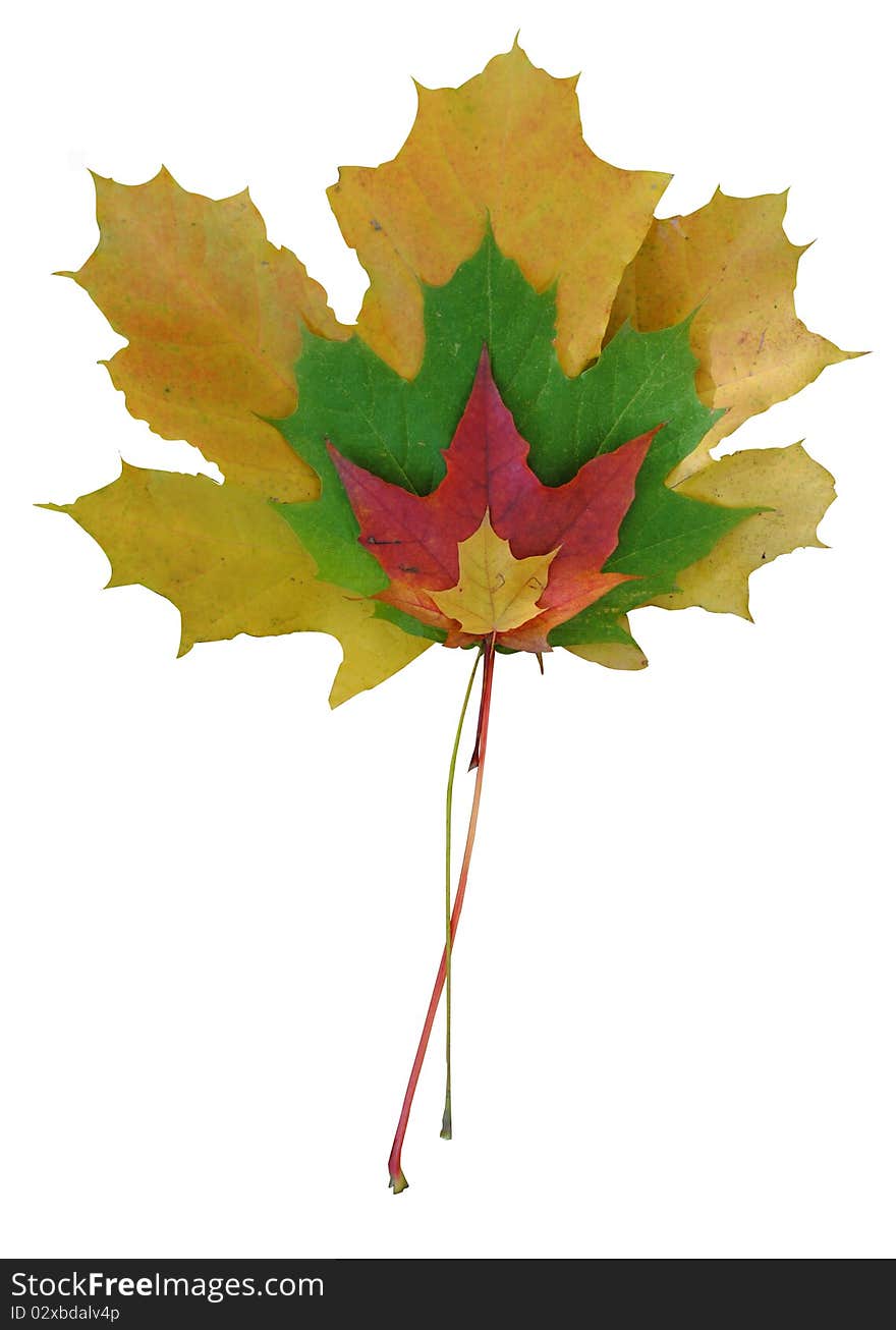 Four Maple Leaves Of Different Colors And Size