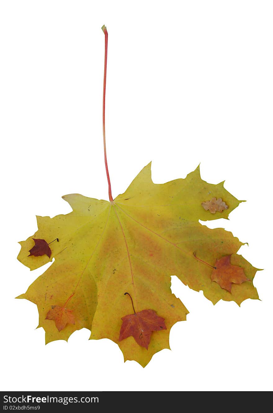 Four little maple leaves and one oak leaf are on one big maple leaf isolated over white. Four little maple leaves and one oak leaf are on one big maple leaf isolated over white.