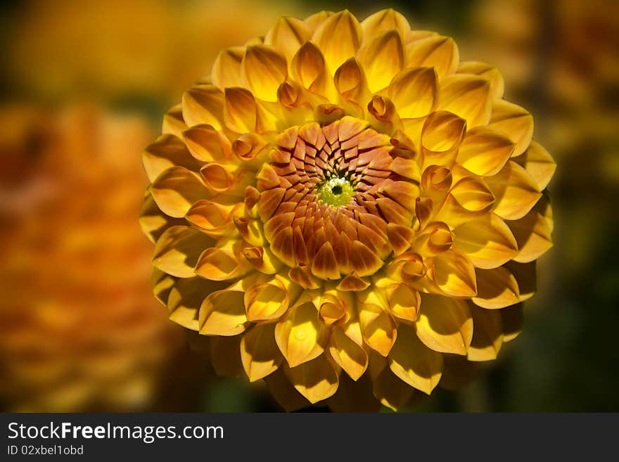 With its green centre this dahlia looks just like an eye. With its green centre this dahlia looks just like an eye