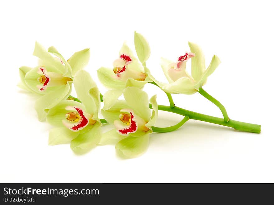 Stem of green orchids