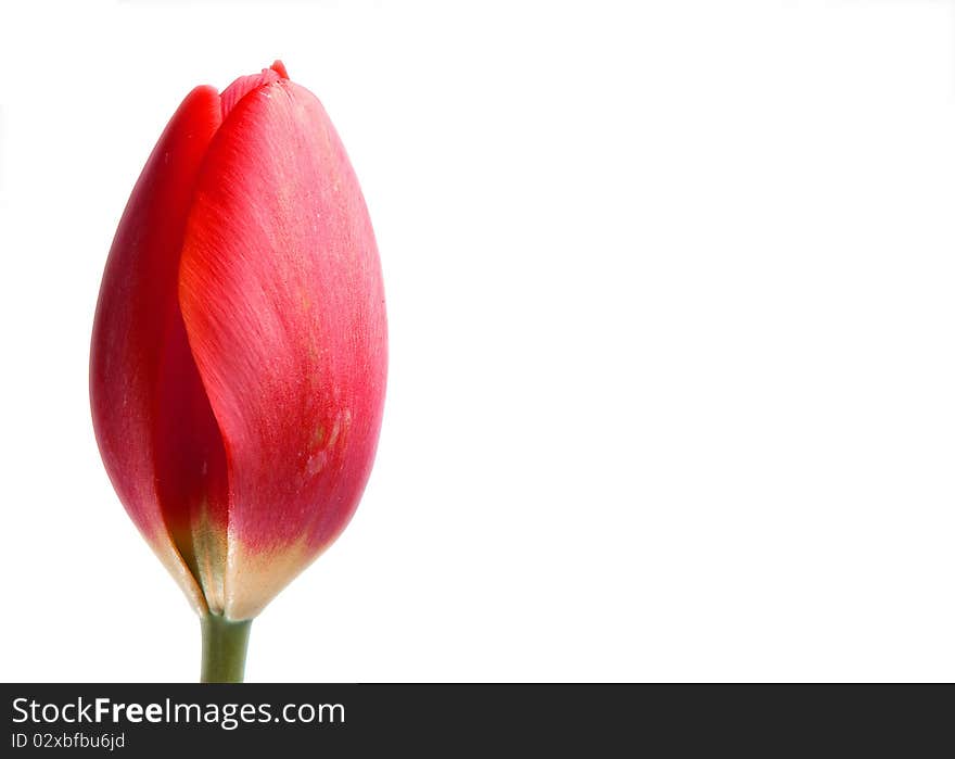 Red tulip flower isolated on white background. Red tulip flower isolated on white background