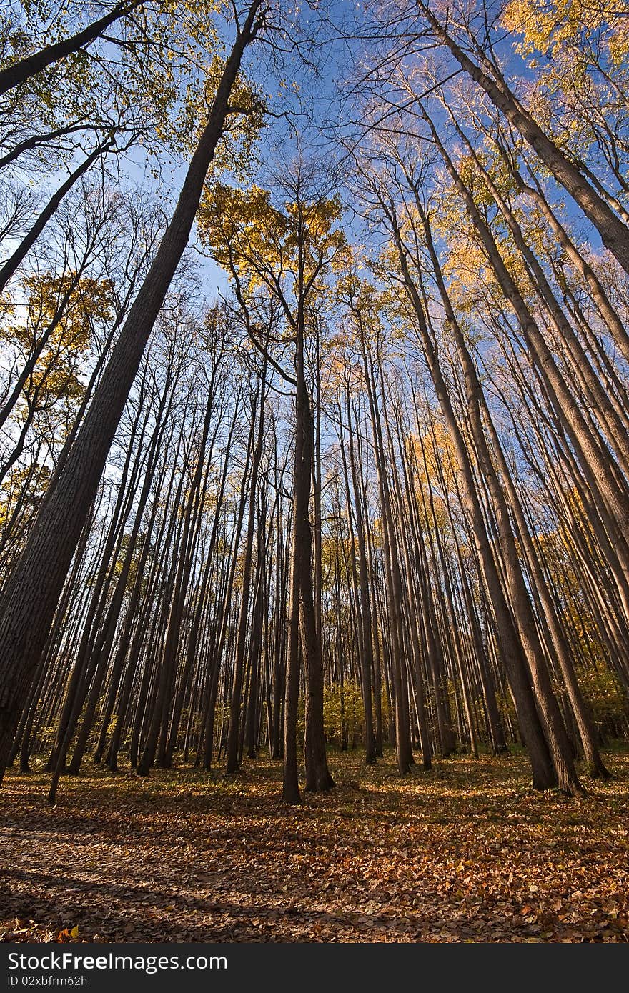 Tall trees in autumn forest