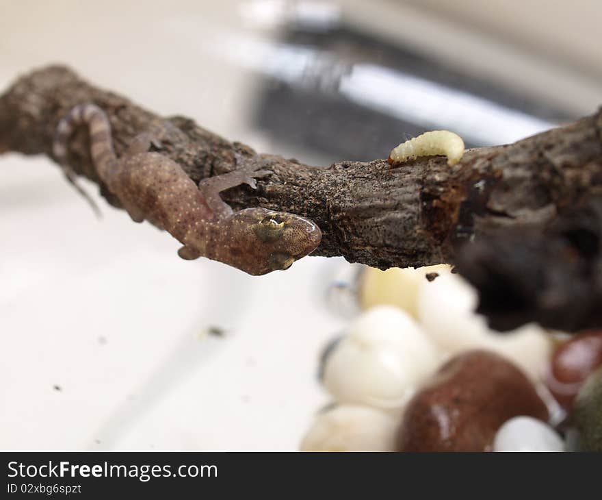 Feeding of gecko