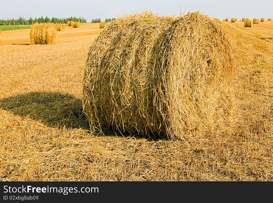 Straw which is assembled by a combine in bales. Straw which is assembled by a combine in bales