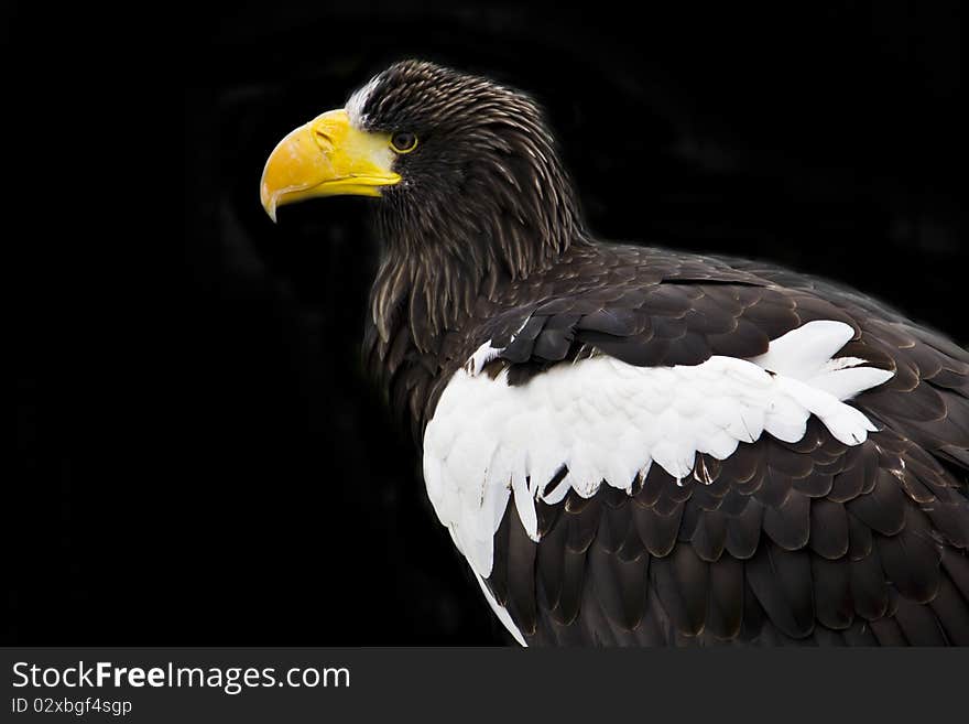 Stellars Sea Eagle