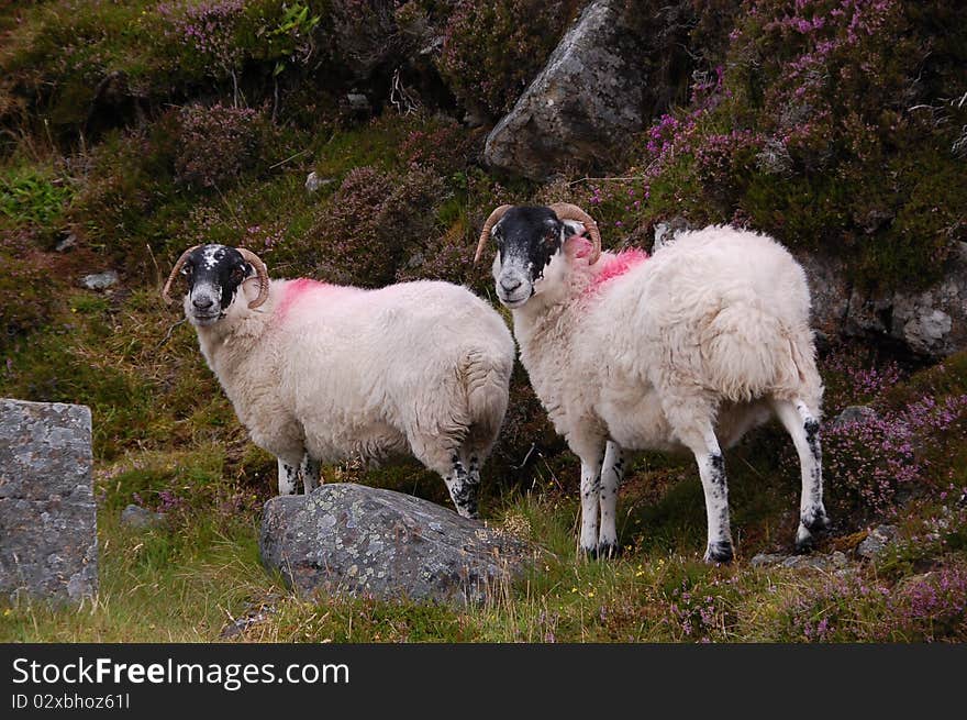 Two sheep with beautiful horns. Two sheep with beautiful horns.