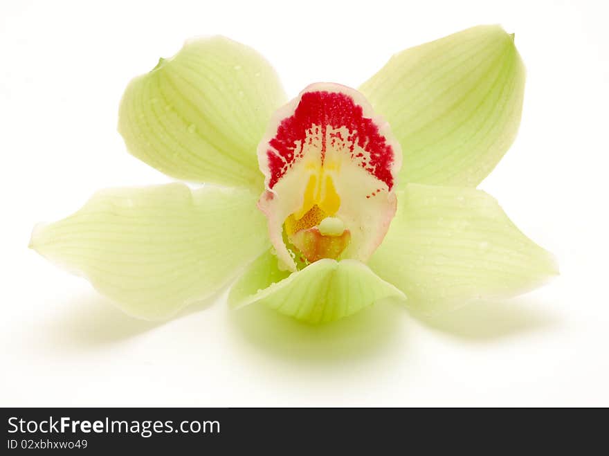 Green orchid flower isolated