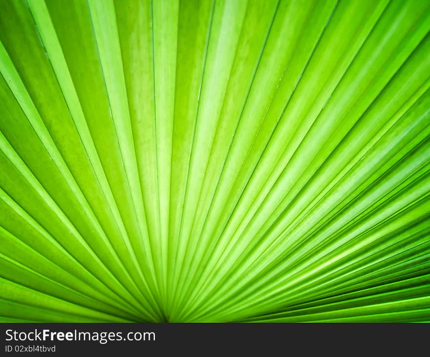 Abstract image of leaves in nature