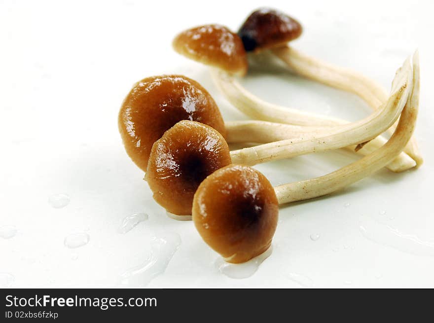 Honey mushrooms