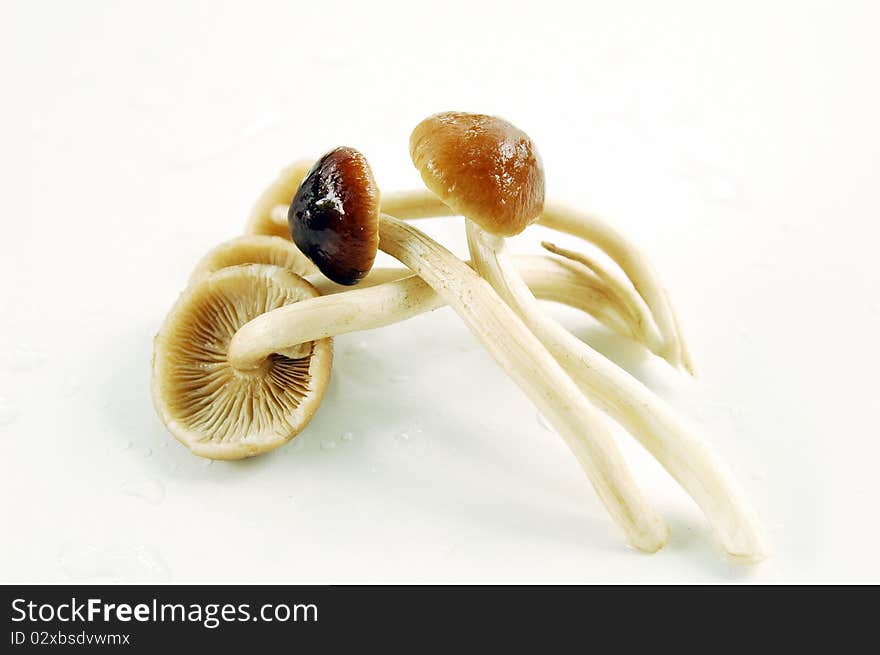 Honey Mushrooms