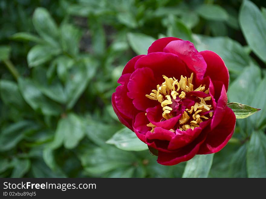 Flower In Raw