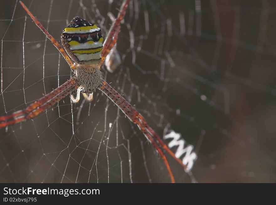 Close up of a spider. Close up of a spider