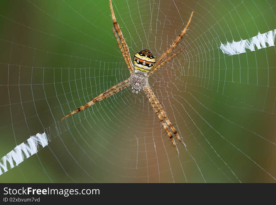 Close up of a spider at her web. Close up of a spider at her web.