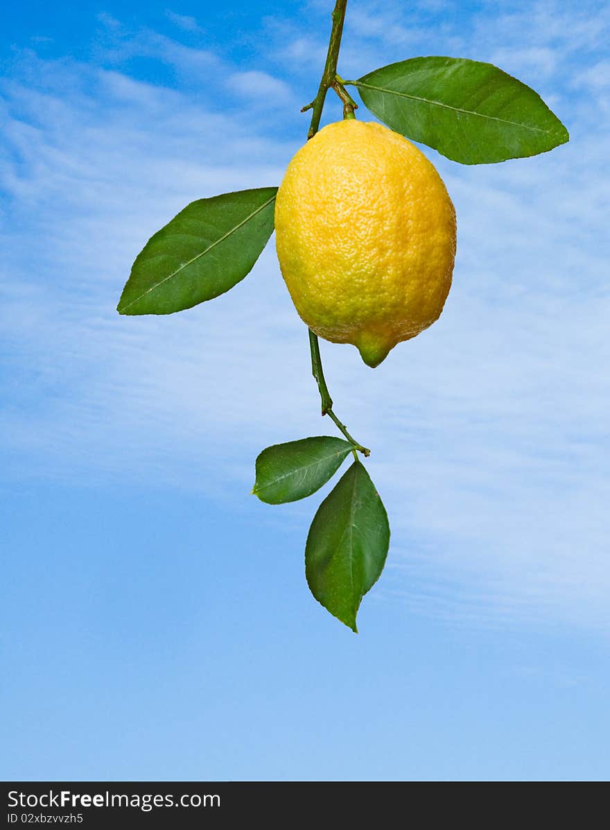 Lemon On Branch