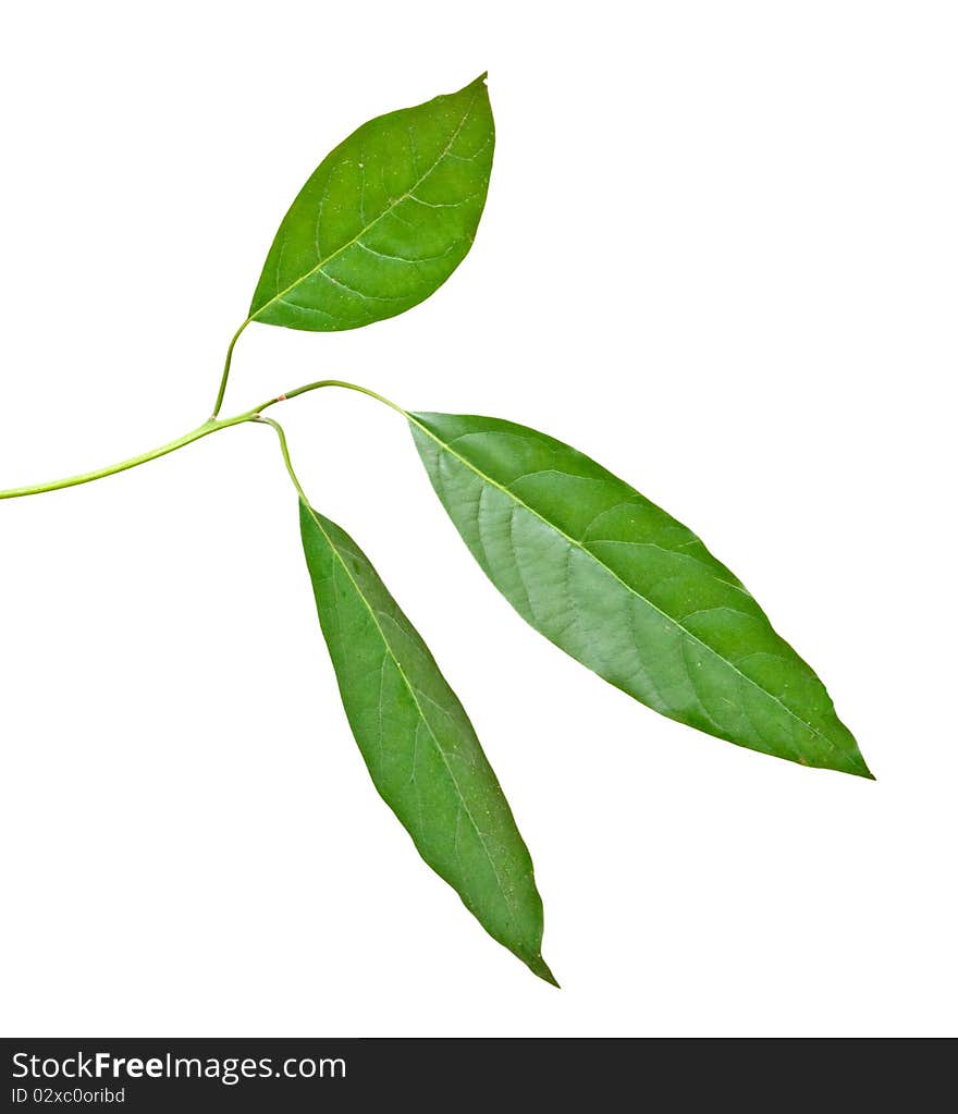 Branch of avocado tree