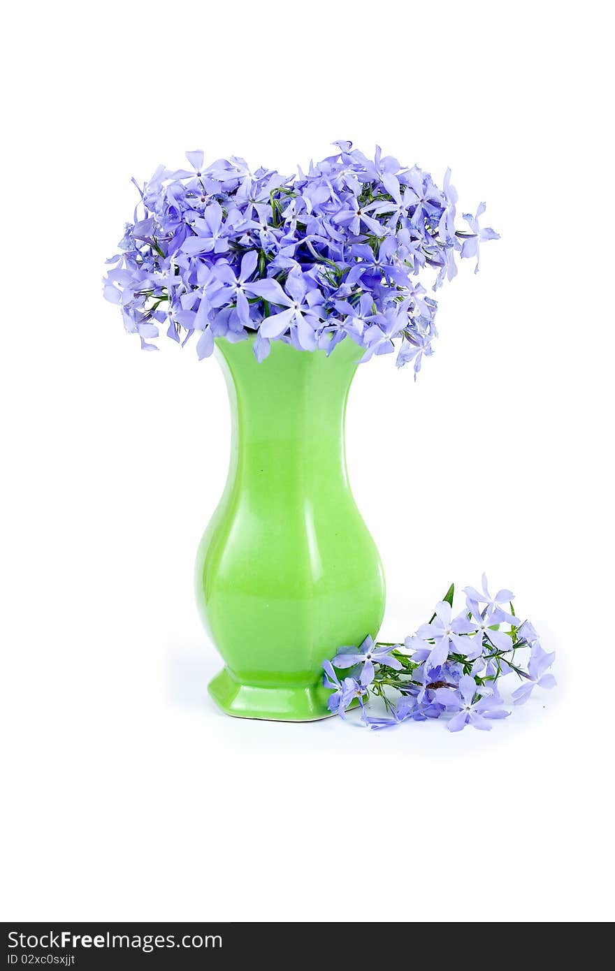 Blue flowers isolated on a white background