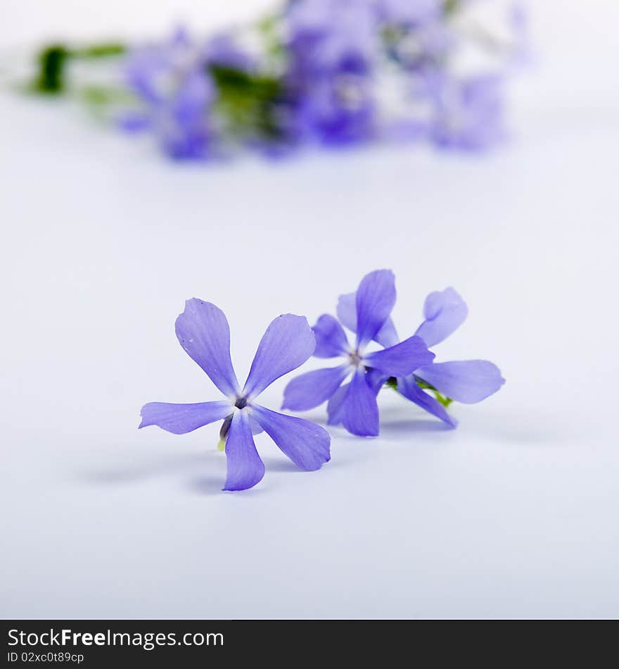 Blue flowers on a blue background