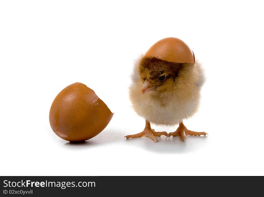 Brown chickens isolated on a white background