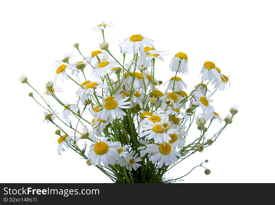 Chamomiles isolated on a white background