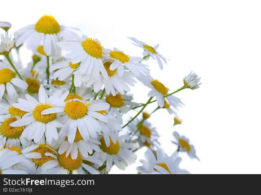 Chamomiles isolated on a white background