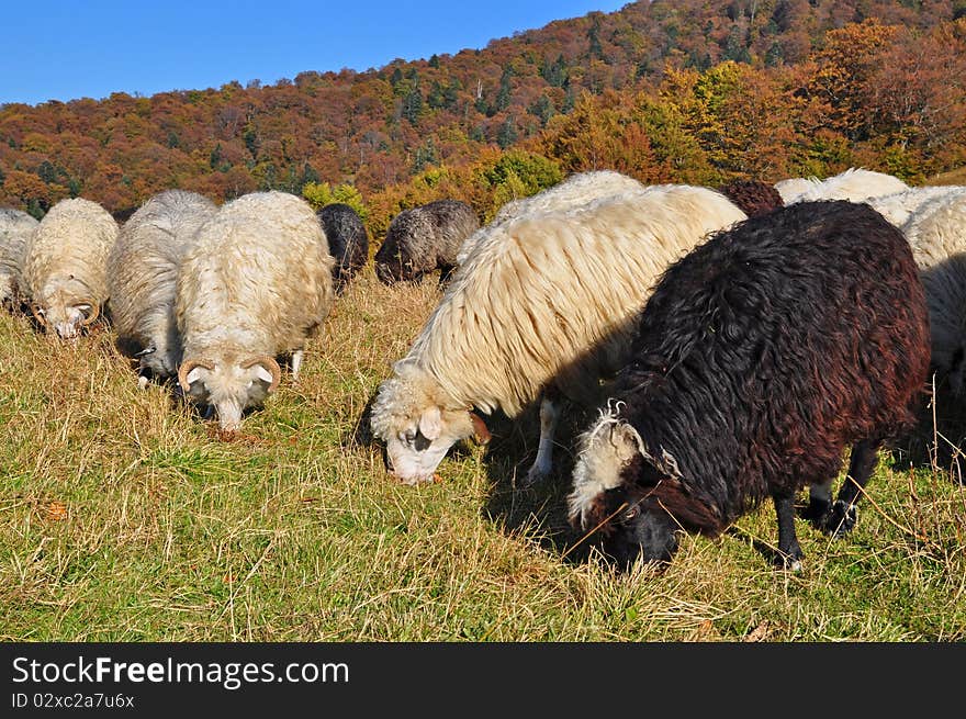 Sheep on a hillside in an autumn landscape under the dark blue sky. Sheep on a hillside in an autumn landscape under the dark blue sky.