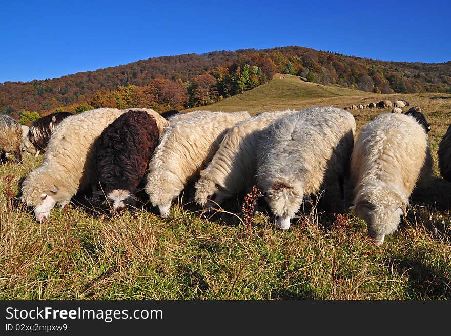 Sheeps on a hillside in an autumn landscape under the dark blue sky. Sheeps on a hillside in an autumn landscape under the dark blue sky.