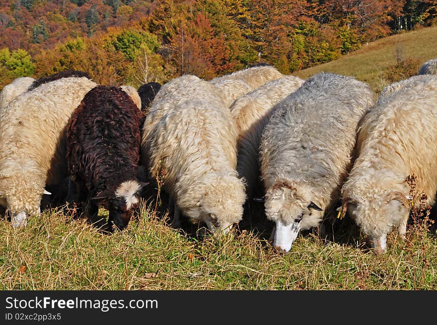 Sheeps on a hillside in an autumn landscape under the dark blue sky. Sheeps on a hillside in an autumn landscape under the dark blue sky.