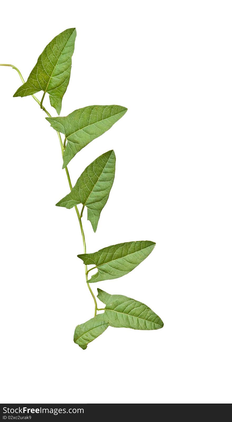 Bindweed  on white background