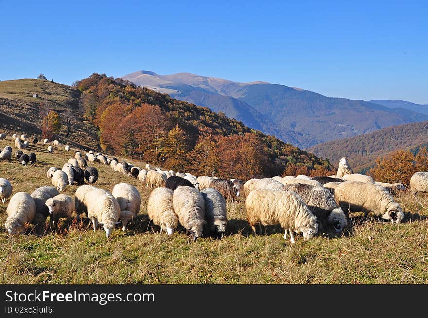 Sheeps on a hillside in an autumn landscape under the dark blue sky. Sheeps on a hillside in an autumn landscape under the dark blue sky.