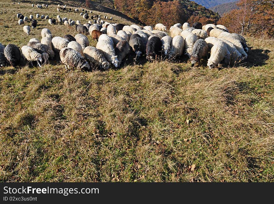 Sheeps on a hillside in an autumn landscape under the dark blue sky. Sheeps on a hillside in an autumn landscape under the dark blue sky.