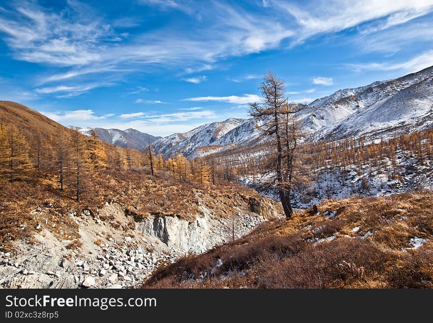 Lonely tree over mountain river