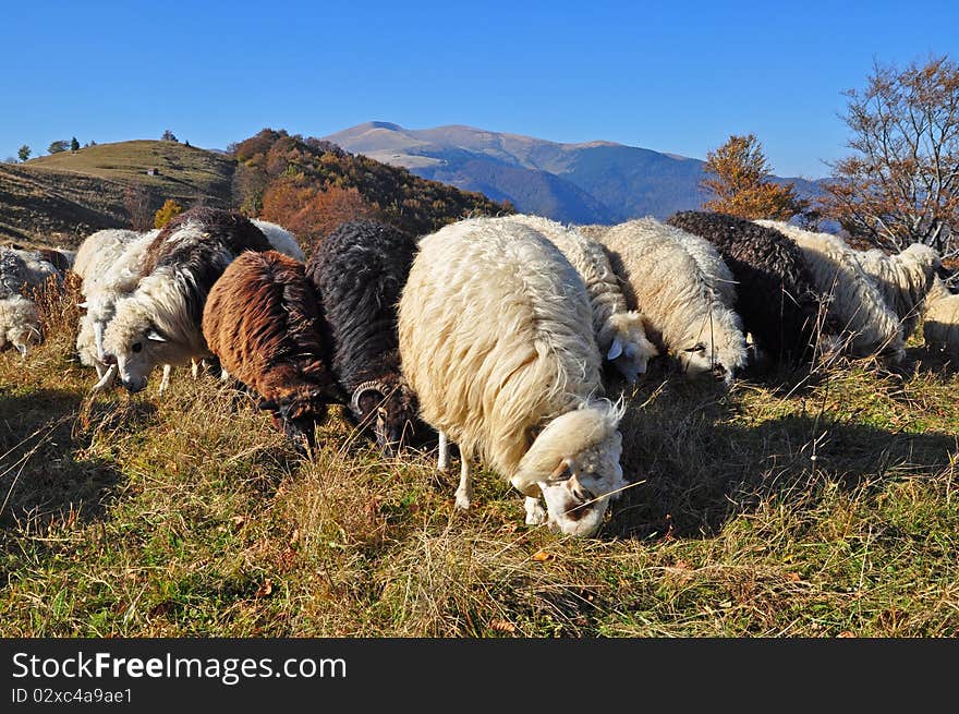 Sheeps on a hillside in an autumn landscape under the dark blue sky. Sheeps on a hillside in an autumn landscape under the dark blue sky.