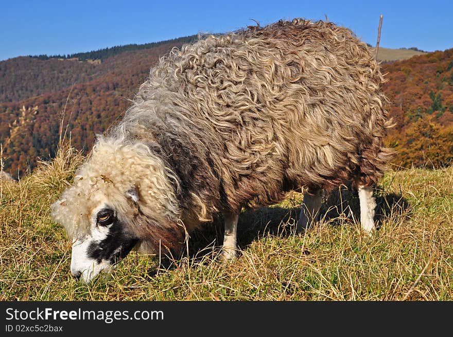 Sheep on a hillside in an autumn landscape under the dark blue sky. Sheep on a hillside in an autumn landscape under the dark blue sky.