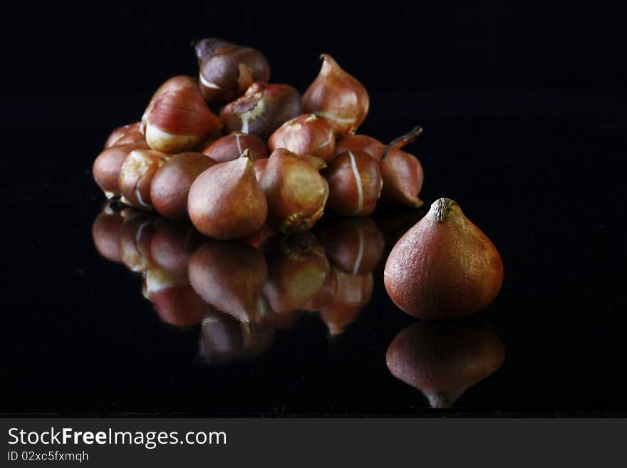 Tulip bulbs waiting to be planted on black reflective background