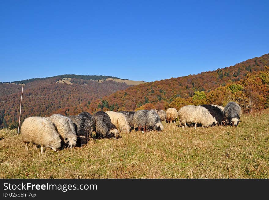 Sheeps on a hillside in an autumn landscape under the dark blue sky. Sheeps on a hillside in an autumn landscape under the dark blue sky.