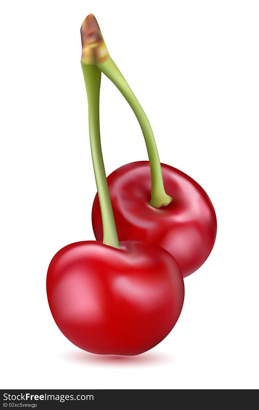 Illustration of pair of  cherries on isolated background. Illustration of pair of  cherries on isolated background