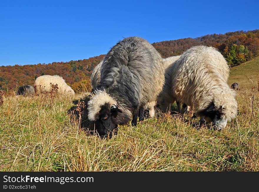 Sheeps on a hillside in an autumn landscape under the dark blue sky. Sheeps on a hillside in an autumn landscape under the dark blue sky.