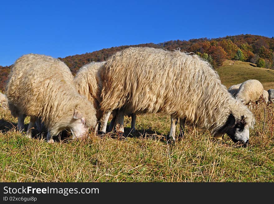 Sheeps on a hillside in an autumn landscape under the dark blue sky. Sheeps on a hillside in an autumn landscape under the dark blue sky.