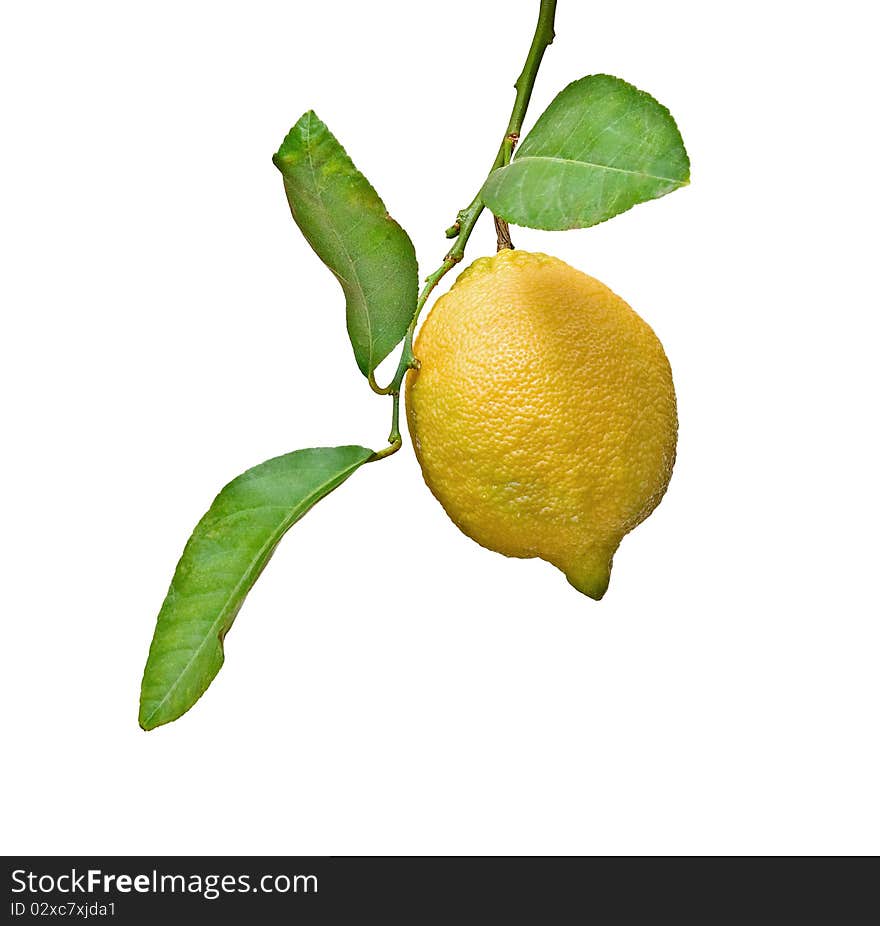 Lemon on branch