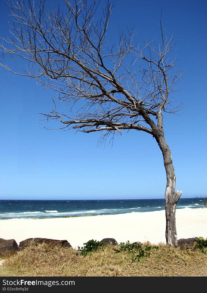 Beautiful dead tree by the beach with gorgeous blue sky.