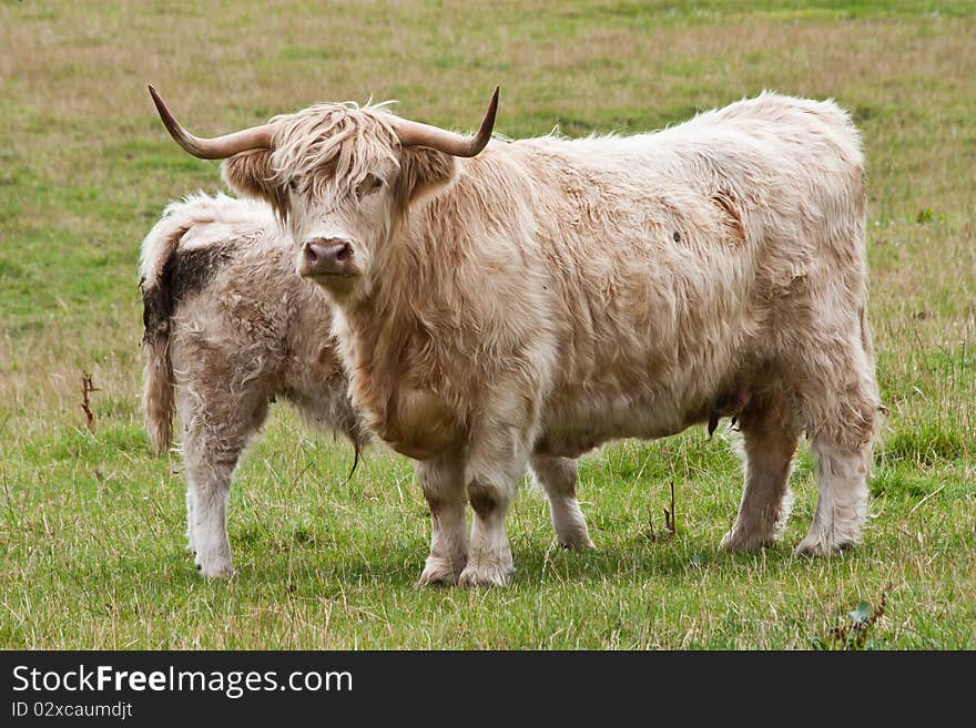 Calf with mother