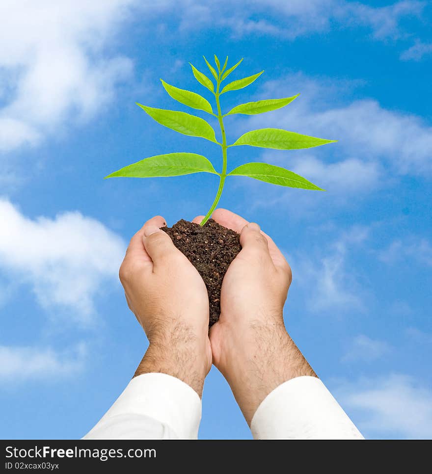 A sprout in hands as a symbol of nature protection